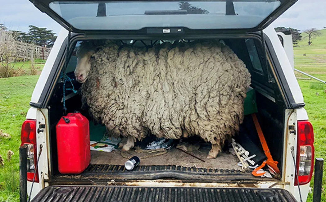 Body Our Stories Donors Prickles